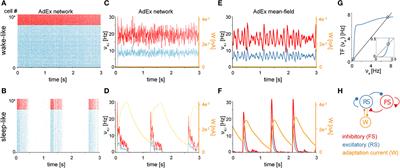 A comprehensive neural simulation of slow-wave sleep and highly responsive wakefulness dynamics